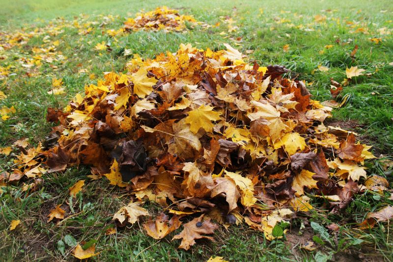 Yard After Leaf Cleanup