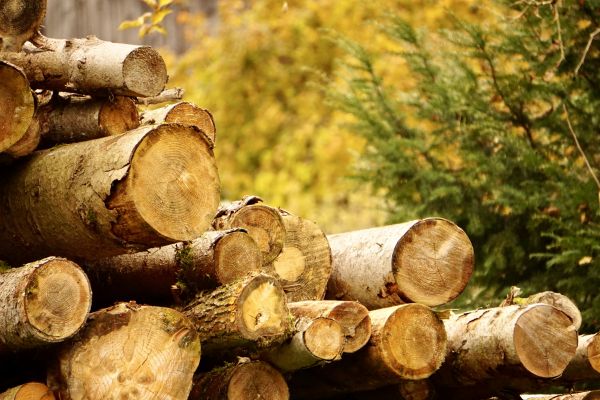 Wood Pile Removal in Cape Coral