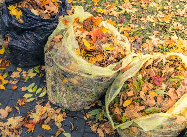 Yard Cleanup Service in Cape Coral