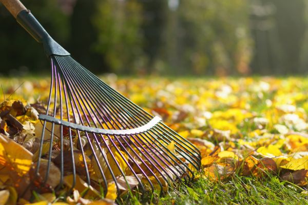 Leaf Raking Service in Cape Coral