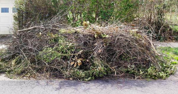 Tree Limb Cleanup in Cape Coral