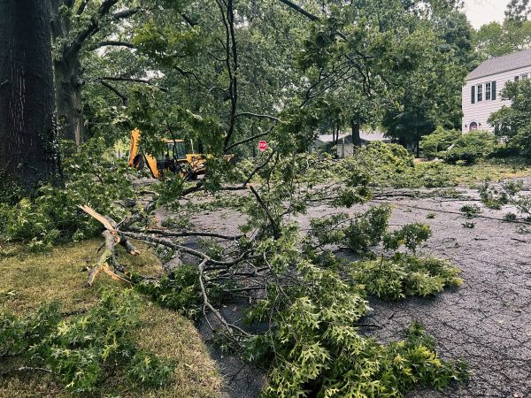 Tree Branch Disposal in Cape Coral