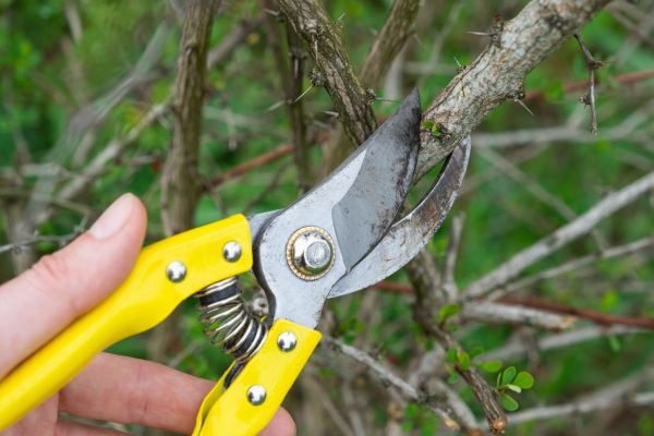 Limbs Removal in Cape Coral