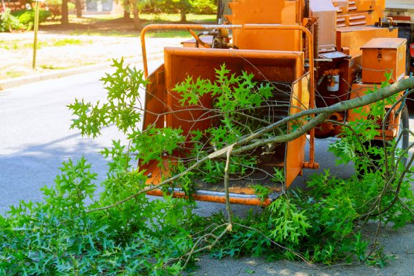 Tree Branches Removal in Cape Coral