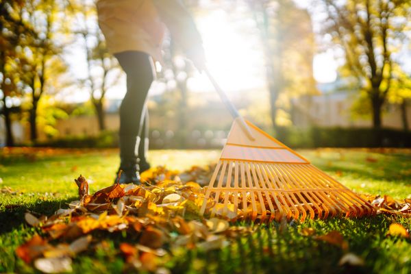 Leaves Raking in Cape Coral