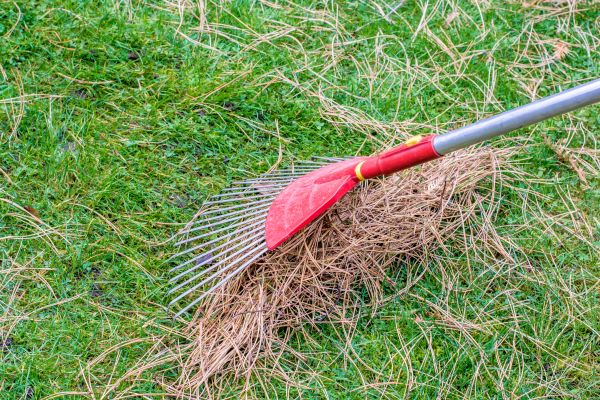 Yard Raking in Cape Coral