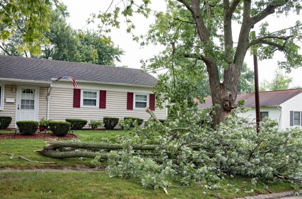 Fallen Branch Removal in Cape Coral