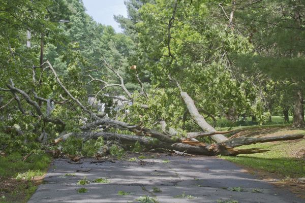 Tree Debris Removal in Cape Coral